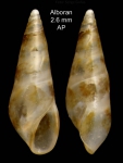 Sticteulima jeffreysiana (Brusina, 1869)Specimen from Isla de Alborán (Col. Anselmo Peñas) (actual size 2.6 mm). / Sticteulima jeffreysiana (Brusina, 1869)Specimen from Isla de Alborán (Col. Anselmo Peñas) (actual size 2.6 mm). /