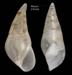 Vitreolina curva (Monterosato, 1874)Specimen from Rincón de la Victoria, Málaga, Spain (actual size 2.9 mm). Vitreolina curva (Monterosato, 1874)Specimen from Rincón de la Victoria, Málaga, Spain (actual size 2.9 mm).