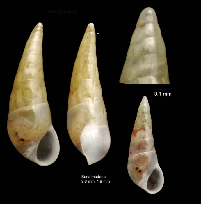 Vitreolina philippi (de Rayneval & Ponzi, 1854)Specimen from Benalm�dena, Spain (actual size 3.6 and 1.9 mm).