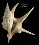 Aporrhais pespelecani (Linnaeus, 1758)Specimen from Caleta de Velez, Málaga, Spain (actual size 38 mm). Aporrhais pespelecani (Linnaeus, 1758)Specimen from Caleta de Velez, Málaga, Spain (actual size 38 mm).