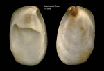Crepidula unguiformis Lamarck, 1822Specimen from Marina del Este, Granada, Spain, Granada (actual size 19 mm). Crepidula unguiformis Lamarck, 1822Specimen from Marina del Este, Granada, Spain, Granada (actual size 19 mm).