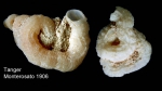 Vermetus granulatus (Gravenhorst, 1831)Specimens from Tangiers, Morocco (Locard collection ex Monterosato, actual size 15 mm). Vermetus granulatus (Gravenhorst, 1831)Specimens from Tangiers, Morocco (Locard collection ex Monterosato, actual size 15 mm).