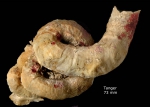 Serpulorbis arenarius (Linnaeus, 1767)Specimen from Tangiers, Morocco (actual size 73 mm). Serpulorbis arenarius (Linnaeus, 1767)Specimen from Tangiers, Morocco (actual size 73 mm).