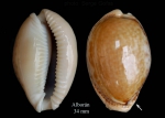 Erosaria spurca (Linnaeus, 1758)Specimen from Isla de Alborán (actual size 34 mm). Erosaria spurca (Linnaeus, 1758)Specimen from Isla de Alborán (actual size 34 mm).