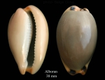 Luria lurida (Linnaeus, 1758)Specimen from Isla de Alborán (actual size 38 mm). Luria lurida (Linnaeus, 1758)Specimen from Isla de Alborán (actual size 38 mm).