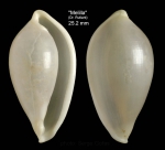 Aperiovula adriatica (Sowerby G.B. I, 1828)Specimen from Melilla (col. Rutlant, MNHN) (actual size 25.2 mm) Aperiovula adriatica (Sowerby G.B. I, 1828)Specimen from Melilla (col. Rutlant, MNHN) (actual size 25.2 mm)