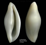 Simnia spelta (Linnaeus, 1758)Specimen from La Herradura, Granada (actual size 11.9 mm). Simnia spelta (Linnaeus, 1758)Specimen from La Herradura, Granada (actual size 11.9 mm).