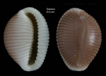 Trivia mediterranea (Risso, 1826)Specimen from Getares, Spain (actual size 8.6 mm). Trivia mediterranea (Risso, 1826)Specimen from Getares, Spain (actual size 8.6 mm).