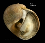 Natica hebraea (Martyn, 1786)Specimen from Ceuta (col. MNHN) (actual size 40 mm). Natica hebraea (Martyn, 1786)Specimen from Ceuta (col. MNHN) (actual size 40 mm).