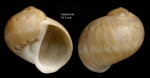 Notocochlis dillwynii (Payraudeau, 1826)Shell from Calahonda, Málaga, Spain (actual size 16.3 mm). Notocochlis dillwynii (Payraudeau, 1826)Shell from Calahonda, Málaga, Spain (actual size 16.3 mm).