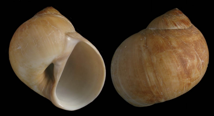 Euspira fusca (Blainville, 1825)Shell from M�laga province, Spain (actual size 30 mm)