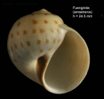 Euspira grossularia (Marche-Marchad, 1957)Shell from Fuengirola, Spain (actual size 24.5 mm). Euspira grossularia (Marche-Marchad, 1957)Shell from Fuengirola, Spain (actual size 24.5 mm).
