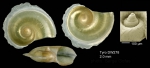 Atlanta brunnea J. E. Gray, 1850Shell from Tyro seamount, central North Atlantic (actual size 2.0 mm). Atlanta brunnea J. E. Gray, 1850Shell from Tyro seamount, central North Atlantic (actual size 2.0 mm).