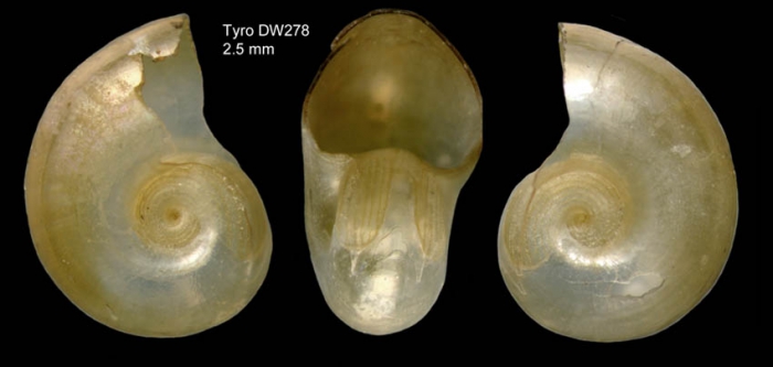 Oxygyrus inflatus Benson, 1835Shell from  Tyro seamount, central North Atlantic (actual size 2.5 mm)
