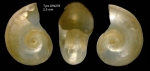 Oxygyrus keraudrenii (Lesueur, 1817)Shell from Tyro seamount, central North Atlantic (actual size 2.5 mm) Oxygyrus keraudrenii (Lesueur, 1817)Shell from Tyro seamount, central North Atlantic (actual size 2.5 mm)
