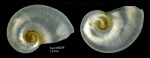 Protatlanta souleyeti (E. A. Smith, 1888)Shell from Tyro seamount, central North Atlantic (actual size 1.9 mm) Protatlanta souleyeti (E. A. Smith, 1888)Shell from Tyro seamount, central North Atlantic (actual size 1.9 mm)