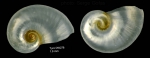 Protatlanta souleyeti (E. A. Smith, 1888)Shell from  Tyro seamount, central North Atlantic (actual size 1.9 mm)