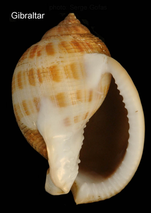 Semicassis saburon (Brugui�re, 1792)Specimen from Gibraltar (actual size 60 mm).