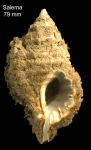 Monoplex parthenopeus (Salis-Marschlins, 1793)Specimen from Praia Salema, Algarve (col. Diego Moreno) (actual size 79 mm).