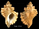 Cabestana cutacea (Linnaeus, 1767)Specimen from Tangiers, Morocco (actual size 45 mm), a form resembling the Atlantic Cabesta. Cabestana cutacea (Linnaeus, 1767)Specimen from Tangiers, Morocco (actual size 45 mm), a form resembling the Atlantic Cabesta.