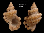 Bursa scrobilator (Linnaeus, 1758)Shell from Essaouira (actual size 58 mm)