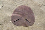 Echinodiscus bisperforatus Echinodiscus bisperforatus