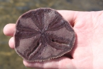 Echinodiscus bisperforatus Echinodiscus bisperforatus