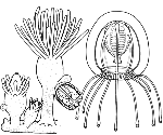 Family Bythotiaridae Family Bythotiaridae