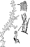 Clathrozoellidae Clathrozoellidae