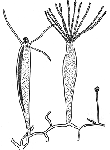 Family Rhysiidae - Genus Rhysia: typical polyp Family Rhysiidae - Genus Rhysia: typical polyp