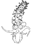 Family Acaulidae - Genus Acaulis: typical polyp Family Acaulidae - Genus Acaulis: typical polyp