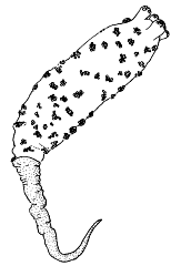 Family Boreohydridae - Genus Boreohydra: typical polyp