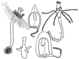 Family Corymorphidae: typical polyps and medusae