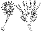 Family Cladocorynidae Family Cladocorynidae