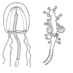 Family Corynidae Family Corynidae