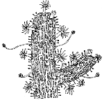 Family Clathrozoidae Family Clathrozoidae