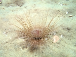 Cerianthus membranaceus