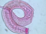 Richtersia Richtersia