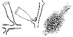 Family Lafoeidae, two hydrothecae and characteristic aggregates of gonothecae (coppinia) Family Lafoeidae, two hydrothecae and characteristic aggregates of gonothecae (coppinia)