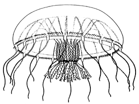 Family Orchistomatidae: medusa