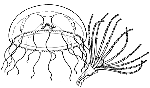 Family Phialuciidae: medusa and polyp in hydrotheca, note spherical mouth region of polyp Family Phialuciidae: medusa and polyp in hydrotheca, note spherical mouth region of polyp