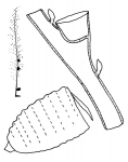 Family Kirchenpaueriidae: single plume, hydrothecae on branches, gonotheca Family Kirchenpaueriidae: single plume, hydrothecae on branches, gonotheca