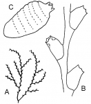 Family Sertulariidae Genus Sertularella 