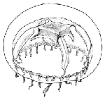 Family Teclaiidae: medusa of Teclaia Family Teclaiidae: medusa of Teclaia