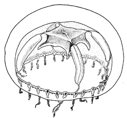 Family Teclaiidae: medusa of Teclaia
