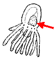 Family Otohydridae: typical form, red arrow points to brood-pouch Family Otohydridae: typical form, red arrow points to brood-pouch