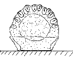 Family Microhydrulidae: longitudinal section through polyp (microscopic) Family Microhydrulidae: longitudinal section through polyp (microscopic)