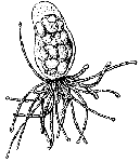 Family Armorhydridae: Genus Armorhydra Family Armorhydridae: Genus Armorhydra