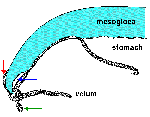 Narcomedusae: section through bell margin Narcomedusae: section through bell margin