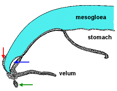 Narcomedusae: section through bell margin